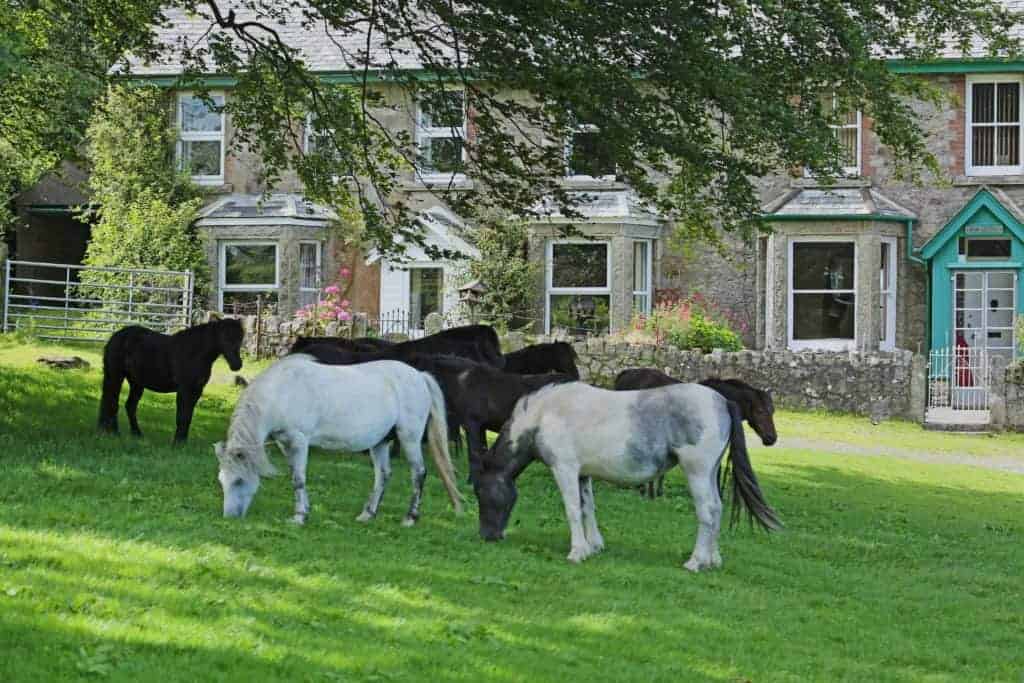 Dartmoor Ponies Belstone