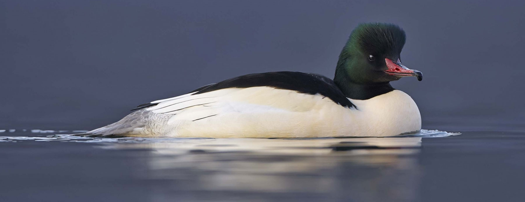 Goosander, Meeth Nature Reserve, Devon, UK