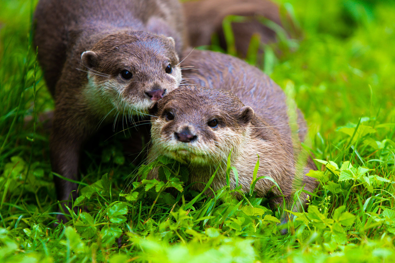 Pair of otters on the grass, Halsdon Nature Reserve, Devon, UK